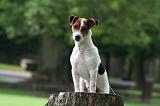 JACK RUSSEL 311